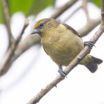 Yellow-fronted Penduline Tit (image by Nik Borrow)