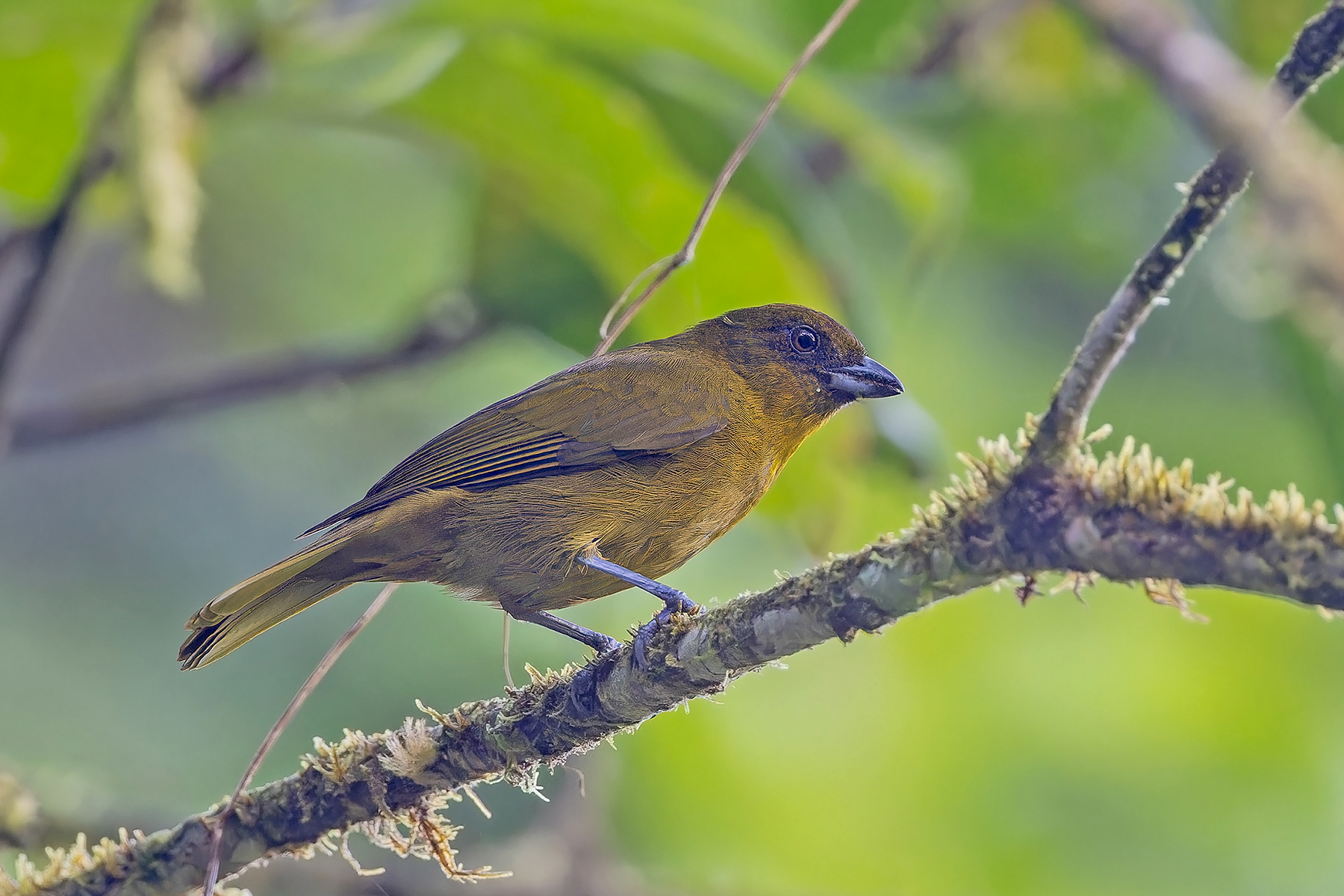Yellow-green Tanager (image by Pete Morris)