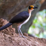 Yellow-headed Picathartes (image by Nik Borrow)