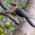 Yellow-headed Picathartes (image by Nik Borrow)