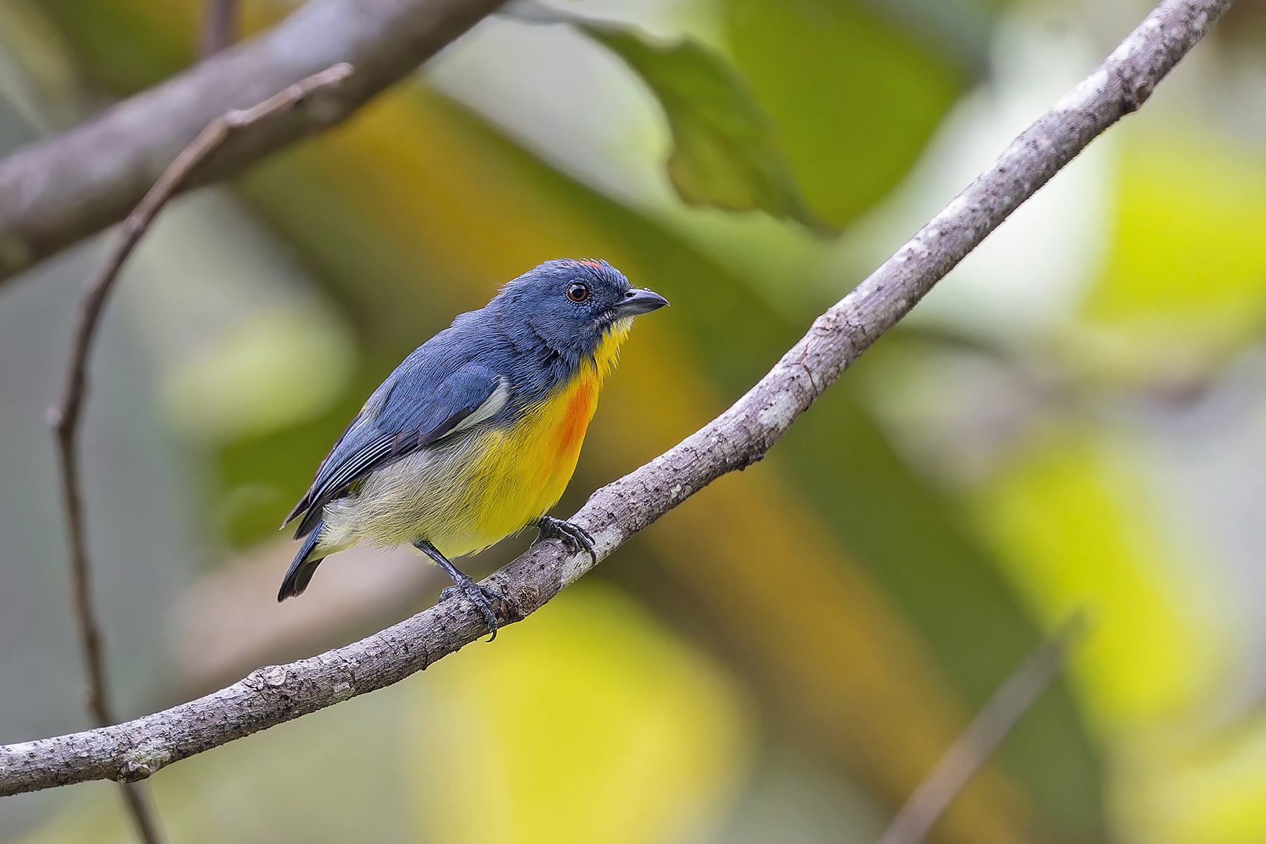 Yellow-rumped Flowerpecker (image by Pete Morris)
