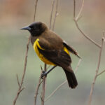Yellow-rumped Marshbird (image by Leo Garrigues)