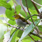 Yellow-whiskered Chlorospingus (image by Leo Garrigues)