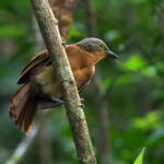 Ashy-headed Laughingthrush (image by Dave Farrow)