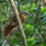 Ashy-headed Laughingthrush (image by Dave Farrow)