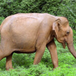 Asian Elephant (image by Dave Farrow)
