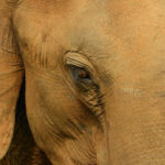 Asian Elephant (image by Dave Farrow)