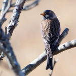 Asian Rosy Finch (image by Dave Farrow)