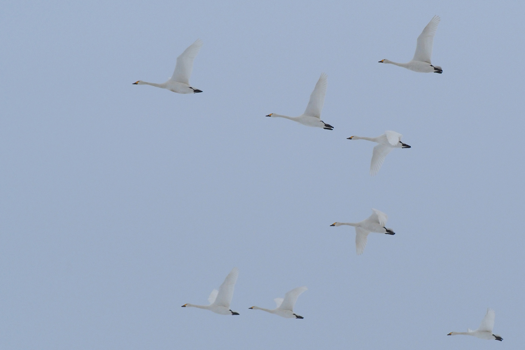 Bewick's Swans (image by Dave Farrow)