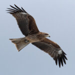 Black (Black-eared) Kite (image by Dave Farrow)