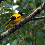 Black-hooded Oriole (image by Dave Farrow)
