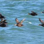 Black Scoters (image by Dave Farrow)