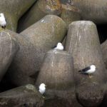 Black-tailed Gulls (image by Dave Farrow)