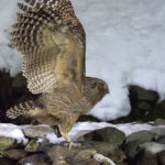 Blakiston's Fish Owl (image by Dave Farrow)
