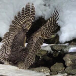 Blakiston's Fish Owl (image by Dave Farrow)