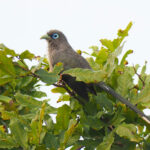 Blue-faced Malkoha (image by Dave Farrow)