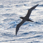 Brown Booby (image by Dave Farrow)