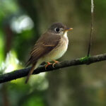 Brown-breasted Flycatcher (image by Dave Farrow)