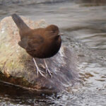 Brown Dipper (image by Dave Farrow)