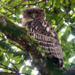 Brown Fish Owl (image by Dave Farrow)