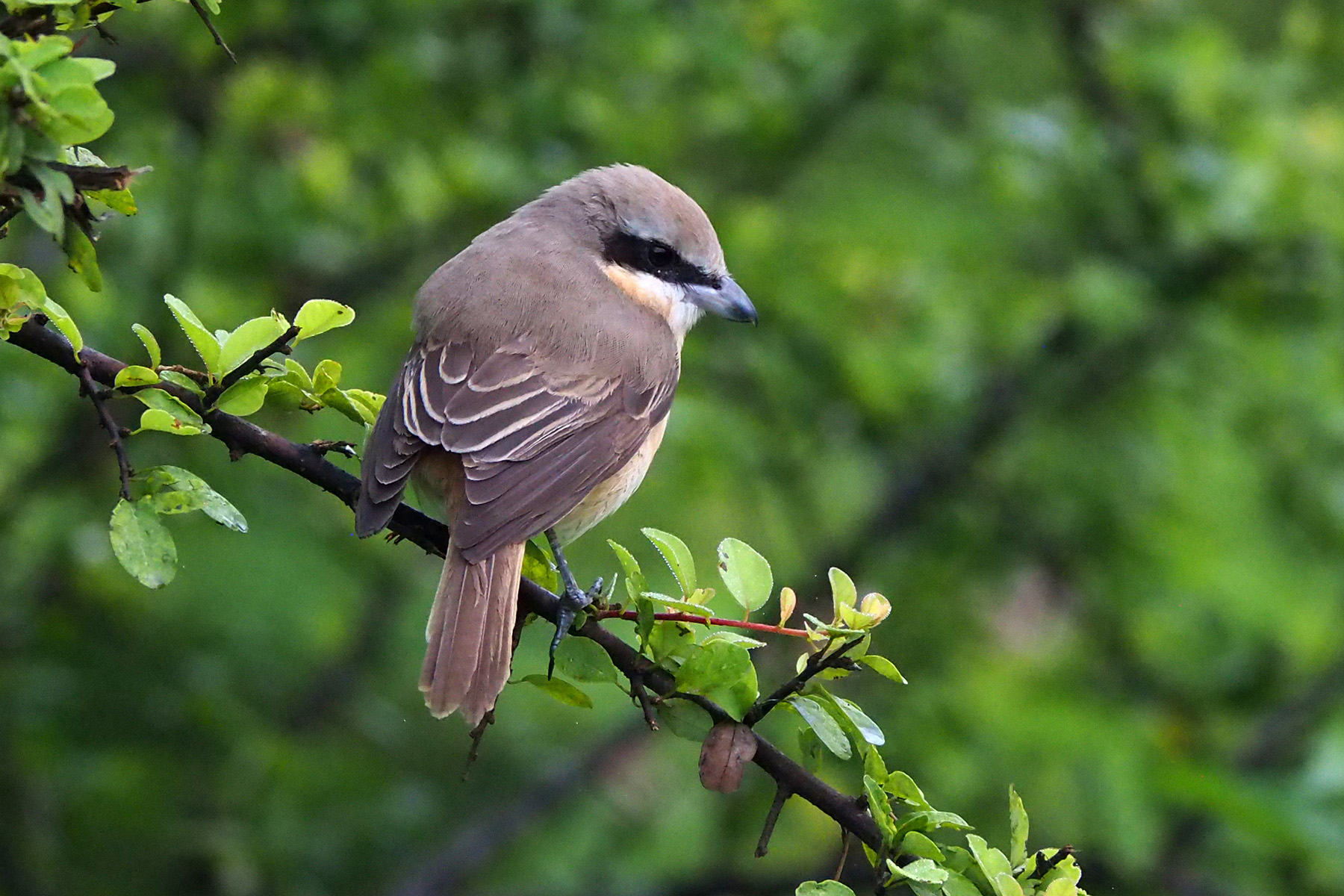 Brown Shrike (image by Dave Farrow)