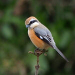 Bull-headed Shrike (image by Dave Farrow)