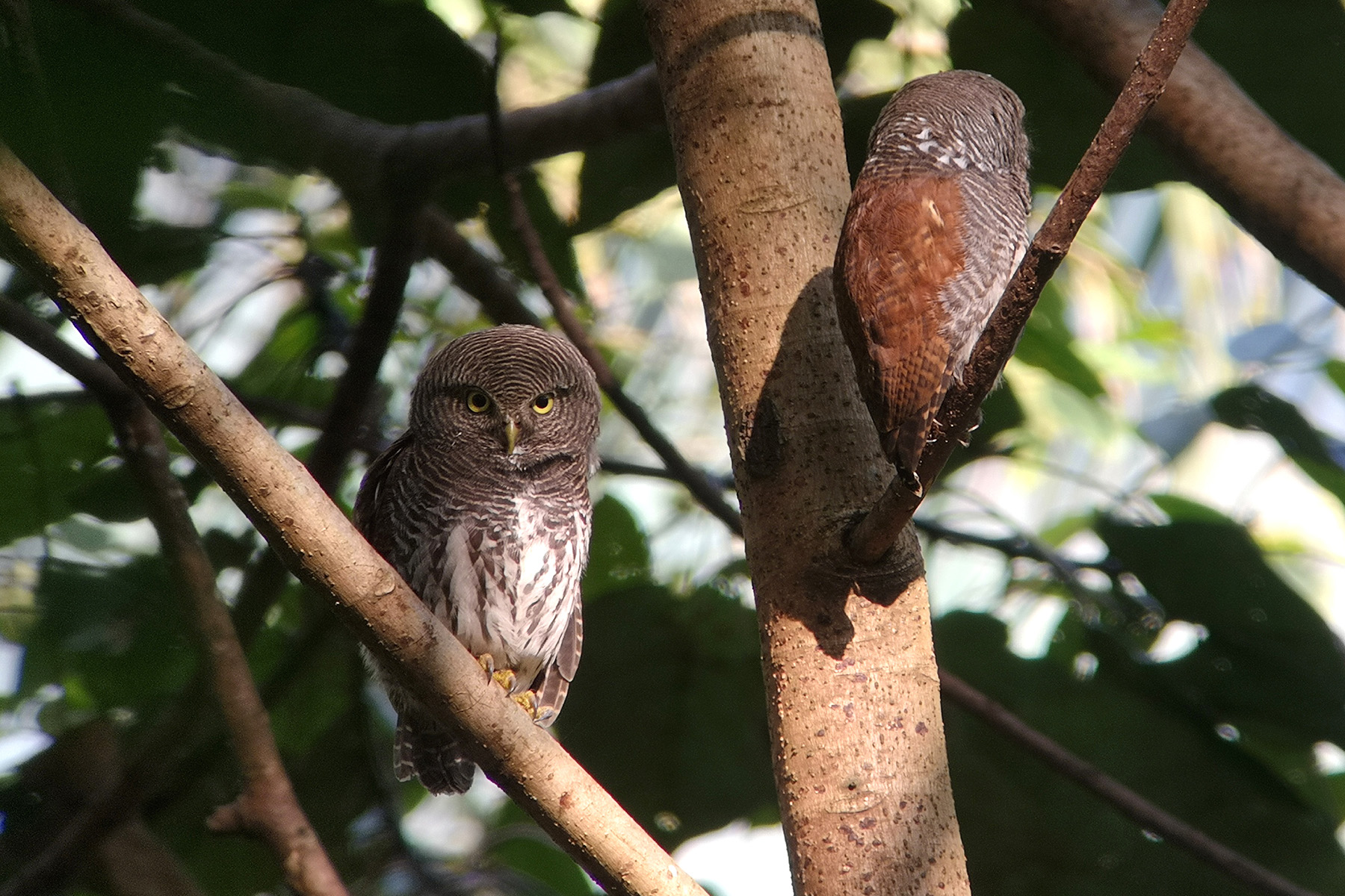 Chestnut-backed Owlets (image by Dave Farrow)