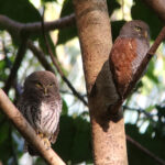 Chestnut-backed Owlets (image by Dave Farrow)