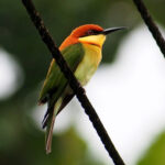 Chestnut-headed Bee-eater (image by Dave Farrow)