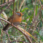Chinese Hwamei (image by Dave Farrow)