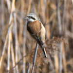 Chinese Penduline Tit (image by Dave Farrow)