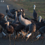 Common Crane surrounded by Hooded Cranes (image by Dave Farrow)
