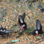 Common Rose Butterflies (image by Dave Farrow)