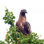 Crested Honey Buzzard (image by Dave Farrow)