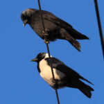 Daurian Jackdaws (image by Dave Farrow)