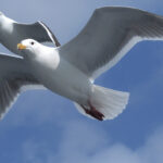 Glaucous-winged & Slaty-backed Gull (image by Dave Farrow)