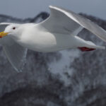 Glaucous-winged Gull (image by Dave Farrow)