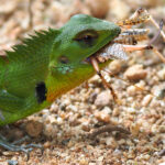 Green Garden Lizard (image by Dave Farrow)