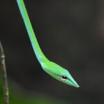 Green Vine Snake (image by Dave Farrow)