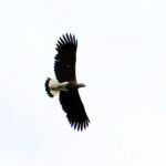 Grey-headed Fish Eagle (image by Dave Farrow)