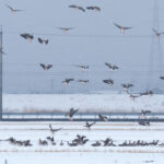 Greater White-fronted Geese (image by Dave Farrow)