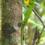 Hump Snout Lizard (image by Dave Farrow)