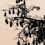 Indian Flying Foxes (image by Dave Farrow)