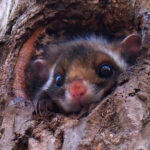 Japanese Giant Flying Squirrel (image by Dave Farrow)
