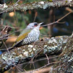 Japanese Green Woodpecker (image by Dave Farrow)