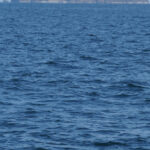Japanese Murrelets (image by Dave Farrow)