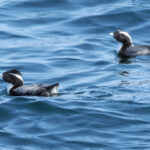 Japanese Murrelets (image by Dave Farrow)