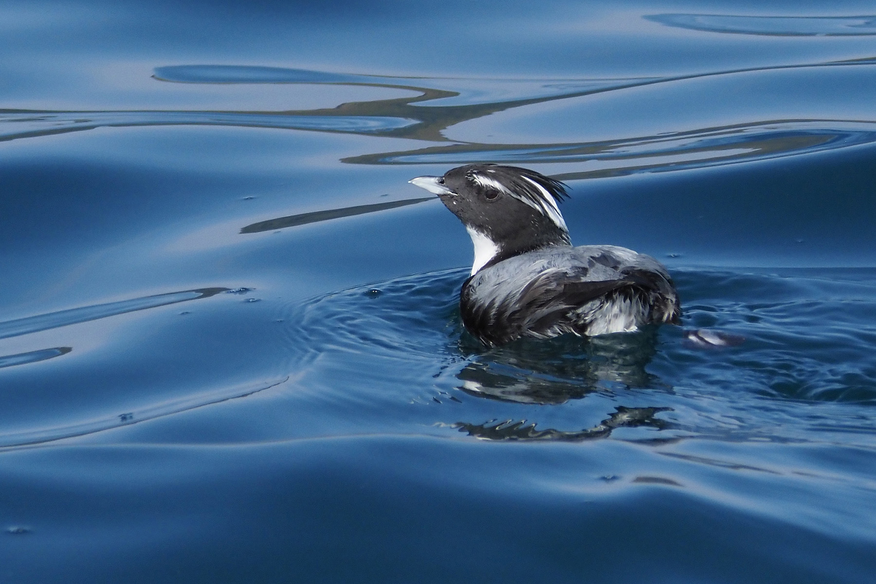 Japanese Murrelet (image by Dave Farrow)