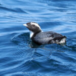 Japanese Murrelet (image by Dave Farrow)