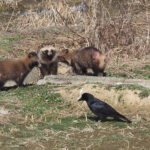 Japanese Raccoon Dogs (image by Dave Farrow)